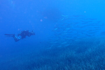 scuba diver filming underwater seagrass and fish taking photos © underocean