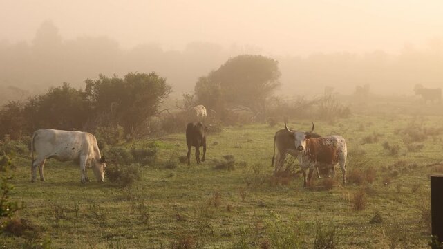 cattle grazing in fog enshrouded meadow at sunrise, Stanford, South Africa