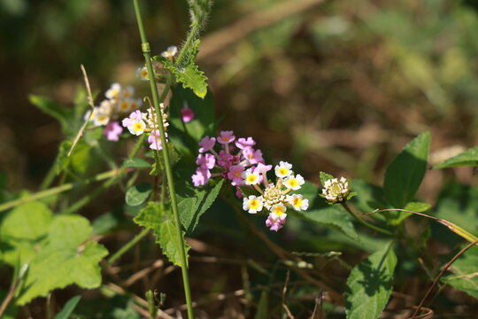 single lantana or tickberry or Ari poo in the morning sun light. putus flower on the plant