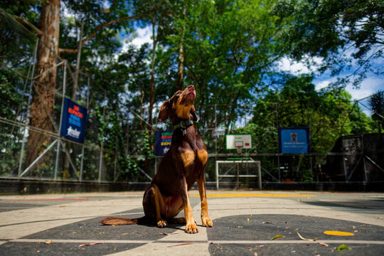 Photo of a dog looking up on a sport field in Medellin, Colombia in summer. This is a part of a serie of 15 photos.