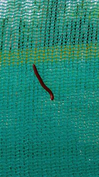 Millipede crawling on a green plastic mesh safety net, close-up stock video