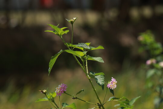 single lantana or tickberry or Ari poo in the morning sun light. putus flower on the plant