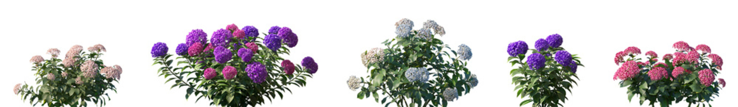 Set of Hydrangea macrophylla in different types frontal isolated png on a transparent background perfectly cutout high resolution
