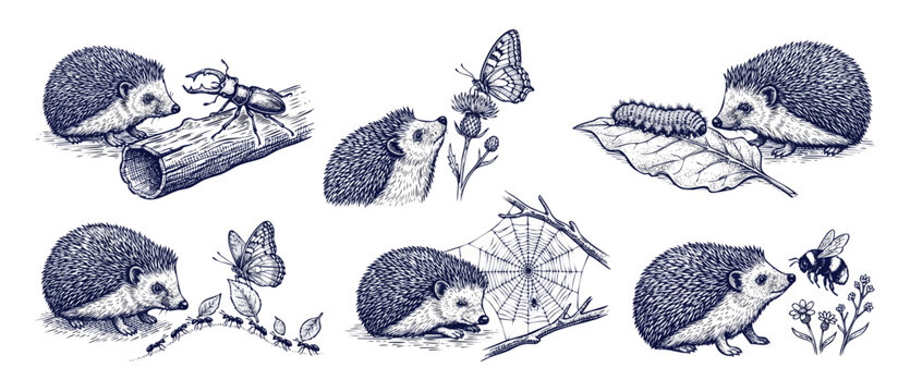 Hedgehog vintage engraving sketch set interacting with forest insects like butterflies, beetles, and bees in a cute monochrome line art style for nature designs and woodland animal illustrations.