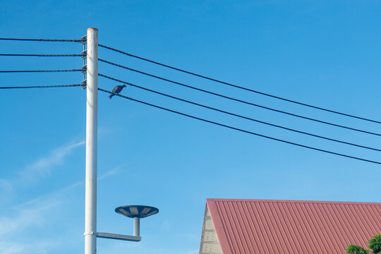 Utility Pole with Bird and Power Lines under Clear Sky