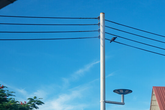 Utility Pole with Power Lines and Bird under Blue Sky