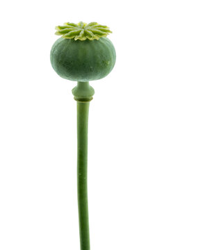 Unripe opium poppy seed pod with stem isolated on transparent background