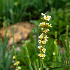 A close-up shot of a narrow-leaved sisyrinchium wildflower growing vertically in a lush green garden field. © elenarostunova
