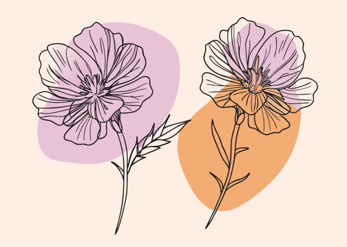 Elegant Two Lechenaultia Flowers Watercolor Illustration Poster Design Isolated on White Background with Delicate Botanical Details