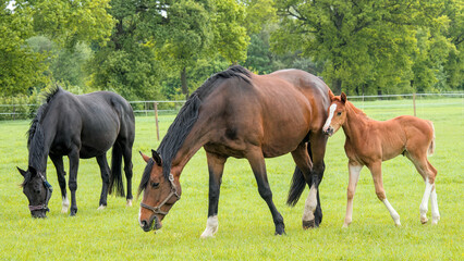 Obraz premium A crossbread mare with her cute little foal togerther in the meadow