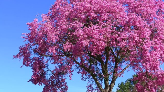 The crown of a silk tree (Ceiba speciosa) in full bloom swaying in the gentle breeze.