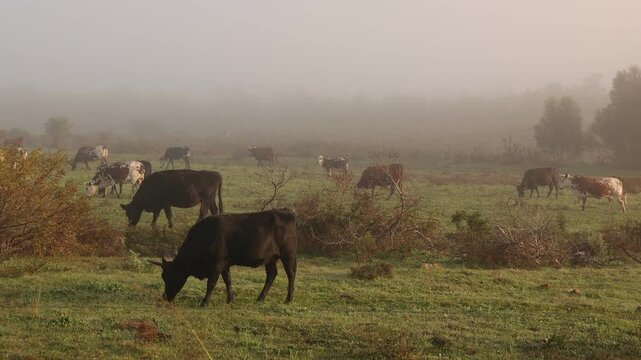 cattle grazing in fog enshrouded meadow at sunrise, Stanford, South Africa