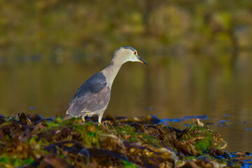Fototapeta premium Black crowned Night heron,Nycticorax nycticorax , in intertidal environment, Puerto Deseado Santa Cruz, Patagonia, Argentina.