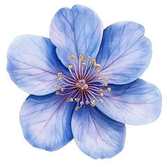 Naklejka premium watercolor draw of Browallia Flower, isolated on a white background.