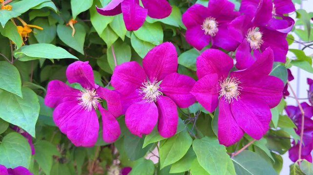 Beautiful purple clematis flowers blooming on a vine in a summer garden close up