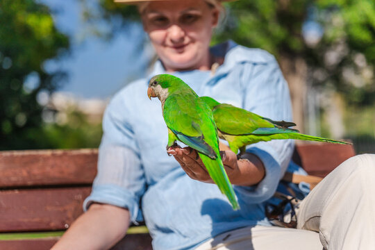 Closeup of green monk parakeets sitting on woman hand in sunny Barcelona park, colorful tropical urban birds interacting with tourist outdoors