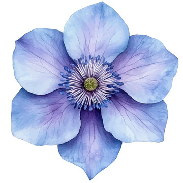 watercolor hand-drawn of Bluestar Flower, isolated on a white background.