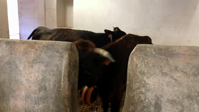 A young bull peers through the concrete opening of a cattle pen on a farm. Mallorca, Spain.