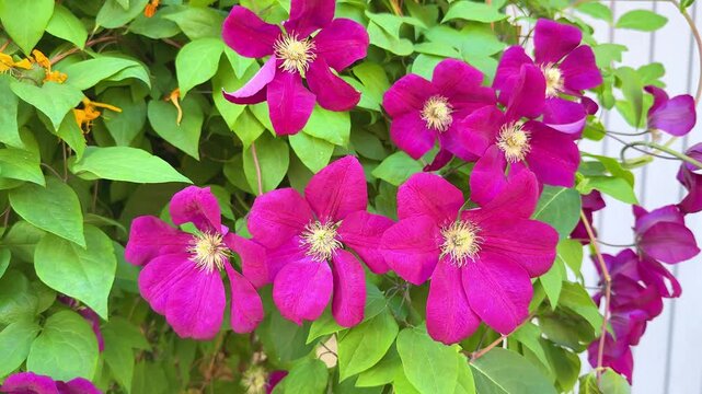 Beautiful purple clematis flowers blooming on a vine in a summer garden close up