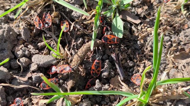 Macro footage of red soldier bugs moving across dry soil and tree bark in sunlight. Natural wildlife background with insects in their habitat, high resolution nature video.