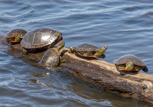 Painted turtles sit sunning on a log floating in the water
