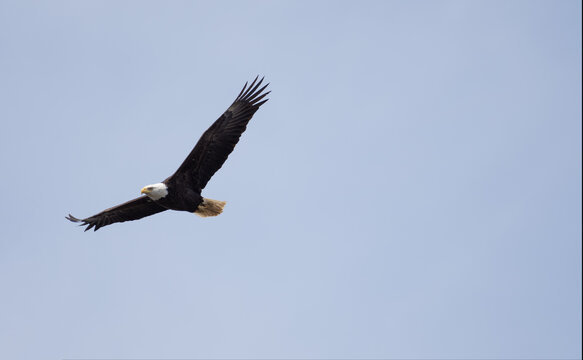 An eagle flies through a blue sky with its wings spread wide