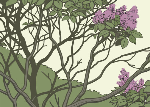 Abundant Lilac Shrub Branches with Vibrant Blossoms Creating a Thick Floral Hedge and Spring Nature Scene