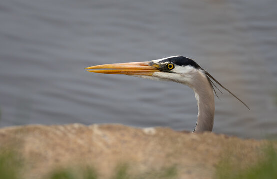 A close-up of the head of a great blue heron as it peaks above the shore as it walks through a pond on a spring day