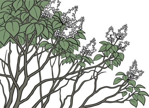 Blooming Lilac Bush Thicket with Layered Green Leaves and Fragrant Purple Flowers in a Scenic Garden Landscape