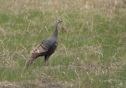 A wild turkey walking in tall grass on a spring day