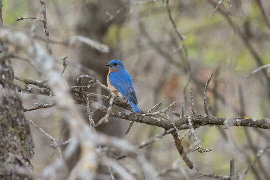 Eastern Bluebird with colorful blue feathers sit on a tree branch in spring