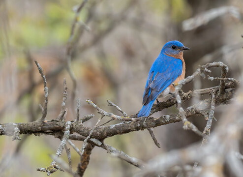 Eastern Bluebird with colorful blue feathers sit on a tree branch in spring