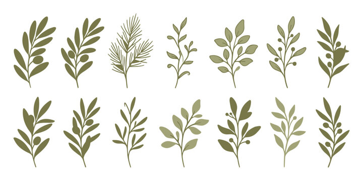 Set of hand drawn olive branches and leaves in different styles on transparent background