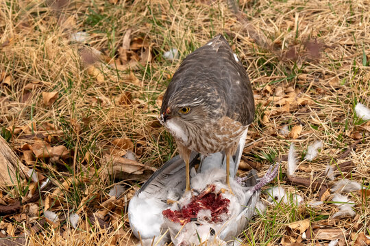 Sharp-shinned hawk (Accipiter striatus) feeding on Collared dove; Laramie, Wyoming 