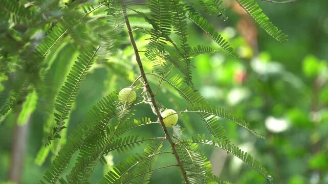 Close Up of Indian Gooseberry Amla Growing on Tree Branch with Green Leaves. Organic Indian Gooseberry Cultivation. Green Amla Fruit on Branch in Tropical Agricultural Plantation.