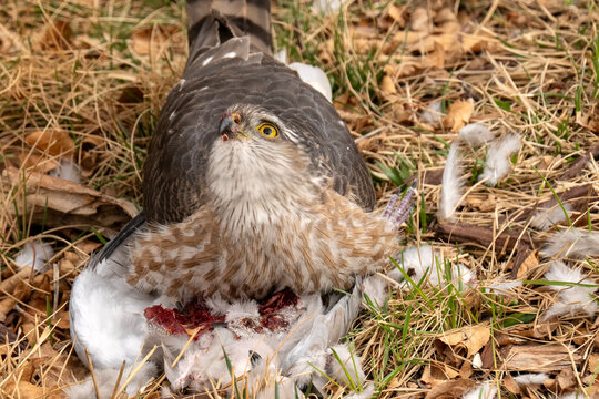 Sharp-shinned hawk (Accipiter striatus) feeding on Collared dove; Laramie, Wyoming 