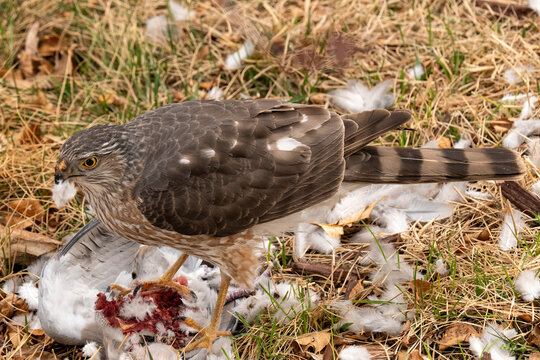 Sharp-shinned hawk (Accipiter striatus) feeding on Collared dove; Laramie, Wyoming 