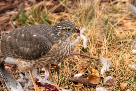 Sharp-shinned hawk (Accipiter striatus) feeding on Collared dove; Laramie, Wyoming 
