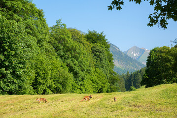 Naklejka premium Three foxes in a meadow at the edge of a forest. an Allgau Alpine landscape.