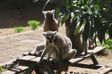 Naklejka premium Lemurs sunbathing bench.High quality 4k footage
