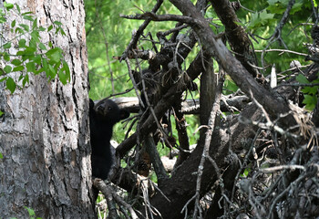Two Black Bear Cubs in Tree © StevertS