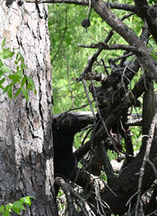Two Black Bear Cubs in Tree © StevertS