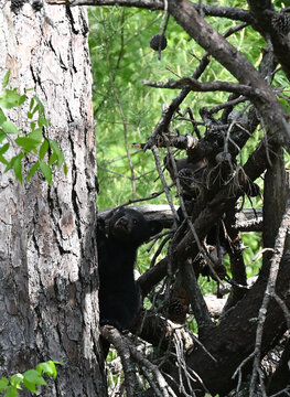 Two Black Bear Cubs in Tree