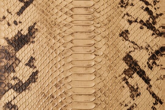 Python skin scale pattern