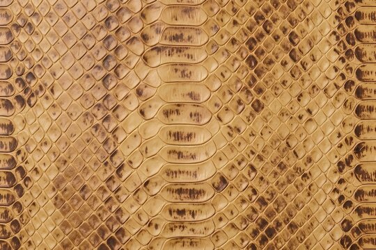 Python skin scale pattern