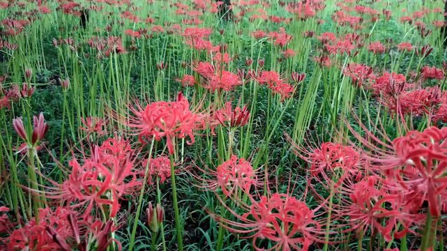 Kinchakuda Manjushage Park, located in Hidaka, Saitama Prefecture, Japan, is home to the Lycoris radiata flower, also known as the red spider lily, the flower of hell, or Higanbana in Japan.	