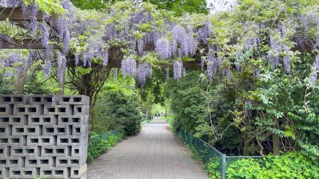 Beautiful purple Wisteria (or Glycine) flowers cascading in full bloom in Amsterdam park. Elegant floral arch covered with hanging blossom swaying gently in the wind. European park view during spring.