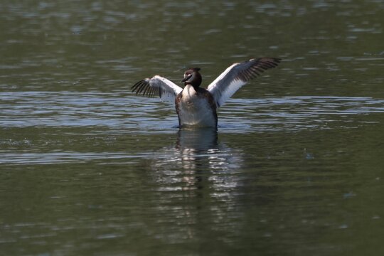 Great crested grebe defending territory 