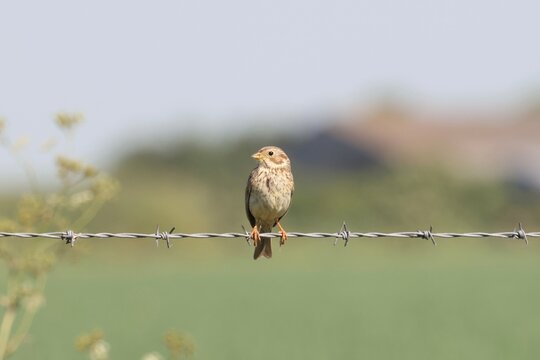 Skylark in country lane