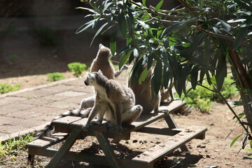 Naklejka premium Lemurs sunbathing bench.High quality 4k footage